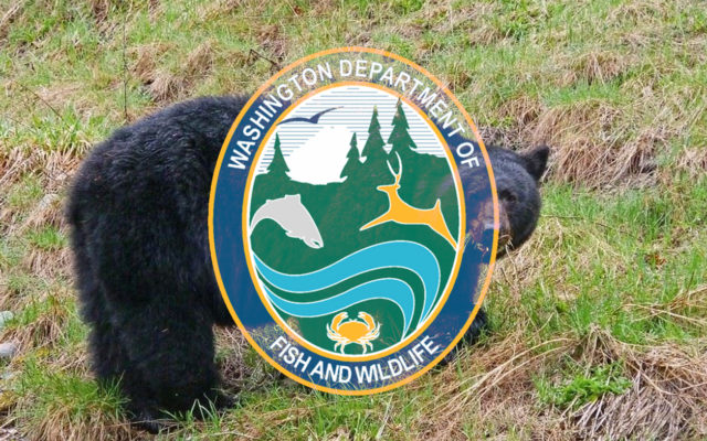 WDFW invites public comment on rule-making for spring black bear special permits
