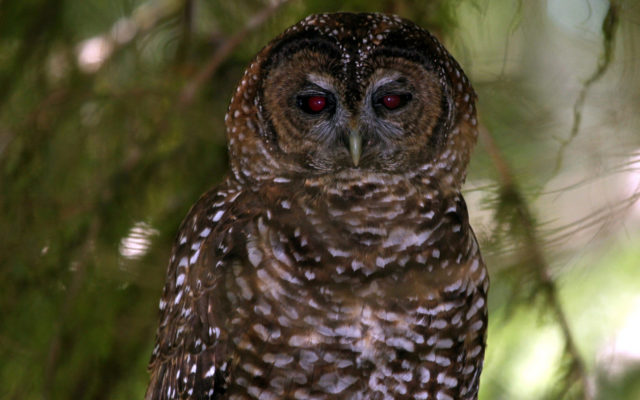 State legislators oppose lessening of spotted owl protections