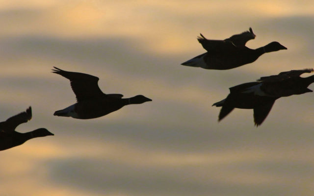 Continued brant hunts in Pacific, Clallam, & Whatcom counties; limited hunt in Skagit County