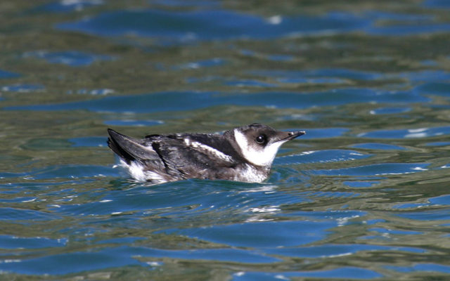 $4.5 million to preserve over 1,200 acres of marbled murrelet habitat in Pacific County
