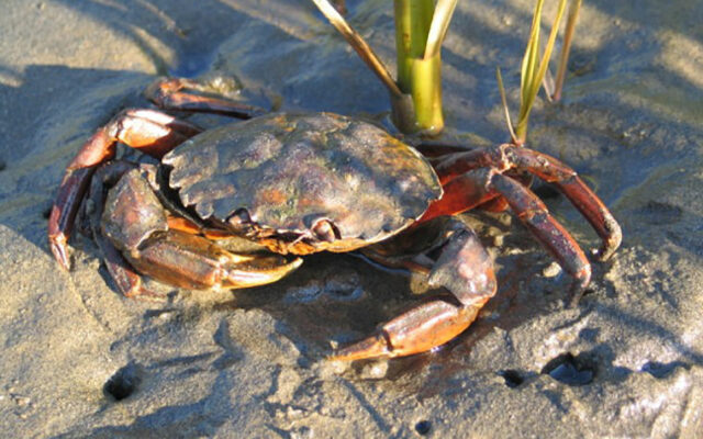 Gov. Inslee issues Green Crab Infestation proclamation
